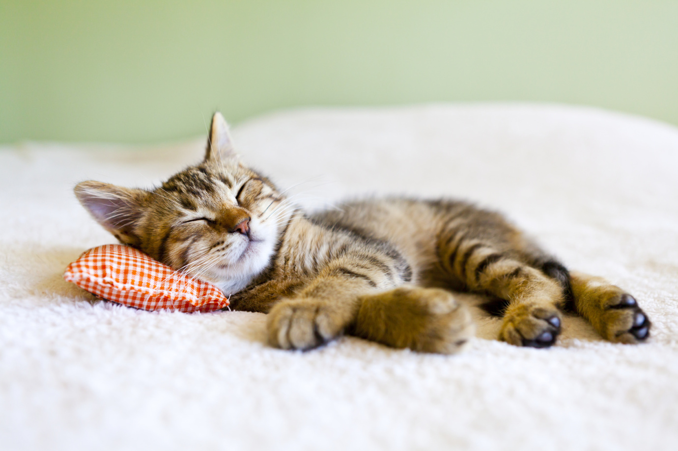 pet 1 1380x919 にゃんだこのインテリア！？あざとい！だがそれがいい！ペットグッズ7選