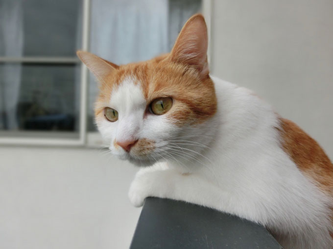 516ed80e65ae0e5215d4d045899ec10b 愛犬・愛猫と幸せに暮らすために！ペット可マンション選びの10個のポイント