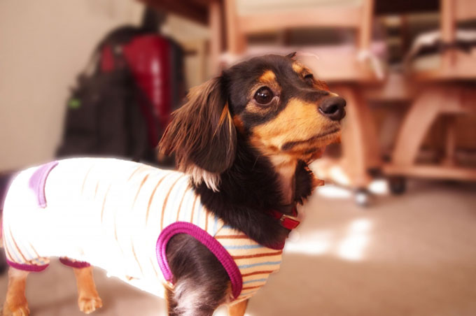 53f70501559cbe0ae65965b71cba0cff 愛犬・愛猫と幸せに暮らすために！ペット可マンション選びの10個のポイント